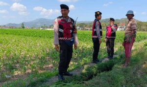 Polres Lombok Barat Pantau Lahan Jagung di Desa Tempos untuk Dukung Swasembada Pangan