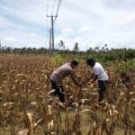 Polri Dampingi Petani Kedaro Sinergi Ketahanan Pangan di Lombok Barat