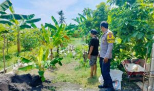 Polsek Lembar Dukung Ketahanan Pangan, Bhabinkamtibmas Beri Semangat Petani Jagung di Eyat Mayang