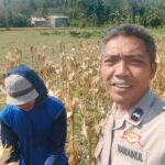 Sinergi Polri dan Petani Jagung Eyat Mayang Perkuat Ketahanan Pangan Nasional