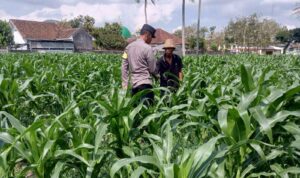 Sinergi Polri dan Petani, Panen Jagung di Sekotong Berjalan Aman