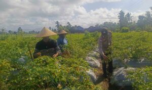 Sinergi Polri dan Warga Dusun Pelulan Wujudkan Ketahanan Pangan Keluarga