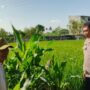 Bhabinkamtibmas Telagawaru Edukasi Petani Soal Lahan Pekarangan Bergizi