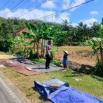 Sinergi Polri dan Petani Dusun Eyat Mayang Perkuat Program Ketahanan Pangan Nasional