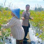 Dari Pekarangan Jadi Pangan: Inisiatif Bhabinkamtibmas Perampuan di Karang Bayan