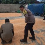 Polsek Sekotong Kawal Survei Jagung, Temukan Masalah Distribusi di Desa Kedaro