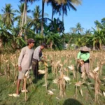 Sinergi Polri dan Petani di Gerung Dorong Stabilitas Harga Jagung