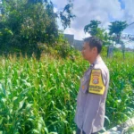 Kehadiran Polisi di Ladang Jagung, Bukti Sinergi Polri dan Petani di Lombok Barat