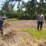 Lombok Barat, NTB – Dalam upaya konkret mendukung Program Ketahanan Pangan Nasional, Bhabinkamtibmas Desa Jagaraga, AIPTU I Gede Dodit, melaksanakan kunjungan dan dialog langsung dengan petani di Dusun Lamper. Kegiatan yang berlangsung pada hari Sabtu, 18 Oktober 2025, pukul 11.00 WITA hingga selesai, ini bertujuan mendorong pemanfaatan lahan produktif secara maksimal oleh warga binaan, baik untuk bercocok tanam maupun beternak atau perikanan. Inisiatif ini merupakan wujud nyata sinergi Polri dan masyarakat dalam menjaga ketersediaan pangan di tingkat lokal. Peran Aktif Polri dalam Mendukung Kemandirian Pangan Daerah Kunjungan Bhabinkamtibmas AIPTU I Gede Dodit di Dusun Lamper difokuskan kepada Bapak Ahmad, salah seorang petani setempat yang memiliki lahan produktif. Dalam pertemuan yang berlangsung hangat dan penuh kekeluargaan, AIPTU I Gede Dodit menyampaikan pentingnya peran aktif masyarakat, terutama para petani dan peternak, dalam menghadapi tantangan ketahanan pangan global. Ia mengajak warga untuk tidak hanya mengandalkan hasil panen utama, tetapi juga memanfaatkan pekarangan rumah atau lahan tidur untuk menanam komoditas pangan cepat panen seperti sayur-sayuran, sebagai bentuk diversifikasi dan cadangan pangan keluarga. Kapolsek Kuripan, Polres Lombok Barat, Polda NTB, Ipda I Wayan Eka Ariyana, S.H., menegaskan bahwa kegiatan ini adalah bagian dari instruksi pimpinan Polri untuk secara masif mengawal dan mendukung program pemerintah. "Peran Bhabinkamtibmas sangat strategis sebagai ujung tombak Polri di desa. Mereka tidak hanya menjaga kamtibmas, tetapi juga menjadi motivator dan penggerak ekonomi kerakyatan, khususnya di sektor pertanian. Kami terus mendorong anggota kami untuk terjun langsung, memastikan warga binaan teredukasi dan tergerak untuk memanfaatkan setiap jengkal lahan yang ada," ujar Ipda I Wayan Eka Ariyana, S.H. Menggali Potensi Lokal Melalui Pemanfaatan Lahan Produktif Inti dari kunjungan tersebut adalah memotivasi Bapak Ahmad dan warga lainnya agar lebih optimal dalam memanfaatkan lahan. AIPTU I Gede Dodit memberikan pemahaman bahwa ketahanan pangan dimulai dari tingkat rumah tangga dan desa. Dengan menanam sayur-sayuran di lahan milik sendiri, warga dapat mengurangi ketergantungan pada pasar, memastikan ketersediaan pangan yang sehat, sekaligus berpotensi meningkatkan pendapatan keluarga. "Saya berdialog dengan Bapak Ahmad, menjelaskan bahwa program ketahanan pangan ini bukan hanya tanggung jawab pemerintah semata, melainkan tanggung jawab kita bersama. Dengan memanfaatkan lahan seoptimal mungkin, kita tidak hanya menjamin ketersediaan pangan keluarga, tapi juga ikut berkontribusi pada ketahanan pangan nasional," kata AIPTU I Gede Dodit. Ia menambahkan, pihaknya siap membantu memfasilitasi komunikasi dengan instansi terkait jika warga membutuhkan bimbingan teknis lebih lanjut mengenai pertanian atau peternakan. Sambutan Positif Warga dan Komitmen Mendukung Program Pemerintah Sambutan dari Bapak Ahmad, petani yang menjadi sasaran kunjungan, menunjukkan antusiasme tinggi terhadap inisiatif ini. Bapak Ahmad menyatakan kesediaannya untuk mendukung program pemerintah dengan mulai menanam berbagai jenis sayur-sayuran di tanah miliknya yang terletak di Dusun Lamper, Desa Jagaraga. "Kami menyambut baik kunjungan dari Bapak Bhabinkamtibmas. Ini sangat memotivasi kami para petani. Kami siap mendukung program ketahanan pangan ini. Kebetulan kami punya lahan, dan arahan dari Bapak Dodit untuk menanam sayur-sayuran sangat masuk akal untuk cadangan pangan keluarga kami. Kami akan segera memulainya," tutur Bapak Ahmad dengan semangat. Hasil dari kegiatan ini tidak hanya terhenti pada komitmen menanam sayuran, tetapi juga berhasil menjalin dan memperkuat tali silaturahmi serta komunikasi yang baik antara Polri dan warga binaan. Komunikasi yang intensif dan berkelanjutan seperti ini sangat penting untuk memastikan program-program pemerintah dapat berjalan lancar dan tepat sasaran di tingkat desa. Secara keseluruhan, kegiatan Bhabinkamtibmas Desa Jagaraga AIPTU I Gede Dodit di Dusun Lamper ini berjalan lancar. Situasi di lokasi terpantau aman dan kondusif, mencerminkan sinergi yang harmonis antara aparat keamanan dan masyarakat. Upaya ini menjadi salah satu pilar penting dalam mewujudkan kemandirian pangan yang berkelanjutan di wilayah Kabupaten Lombok Barat, sekaligus mengukuhkan citra Polri sebagai pengayom dan mitra produktif bagi masyarakat. Keberhasilan ini diharapkan dapat menjadi contoh inspiratif bagi desa-desa lain untuk turut serta aktif dalam program penguatan ketahanan pangan nasional.