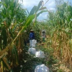 Polres Lombok Barat Kawal Stabilitas Harga Beras untuk Lindungi Warga