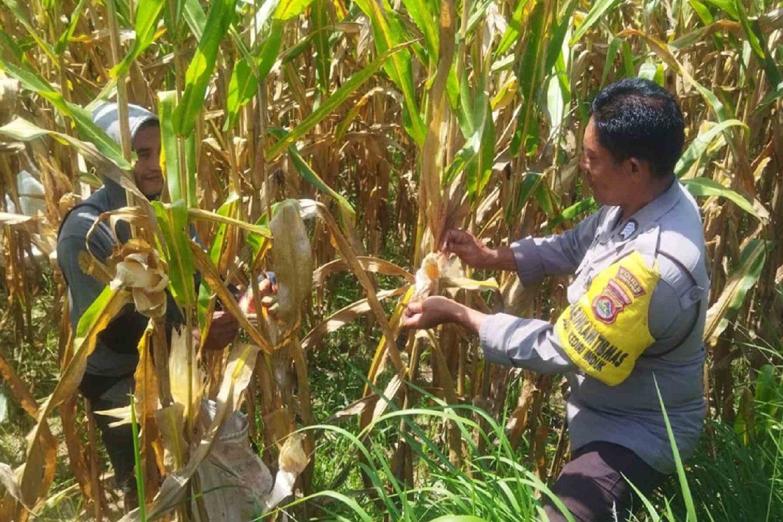 Jaga Stabilitas Pangan, Polri Edukasi Pemanfaatan Lahan