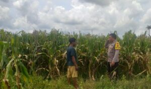 Sinergi Polri dan Warga Wujudkan Kemandirian Pangan di Lombok Barat