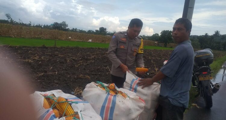 Harga Jagung di Lombok Barat: Polisi Imbau Petani Jual ke Bulog