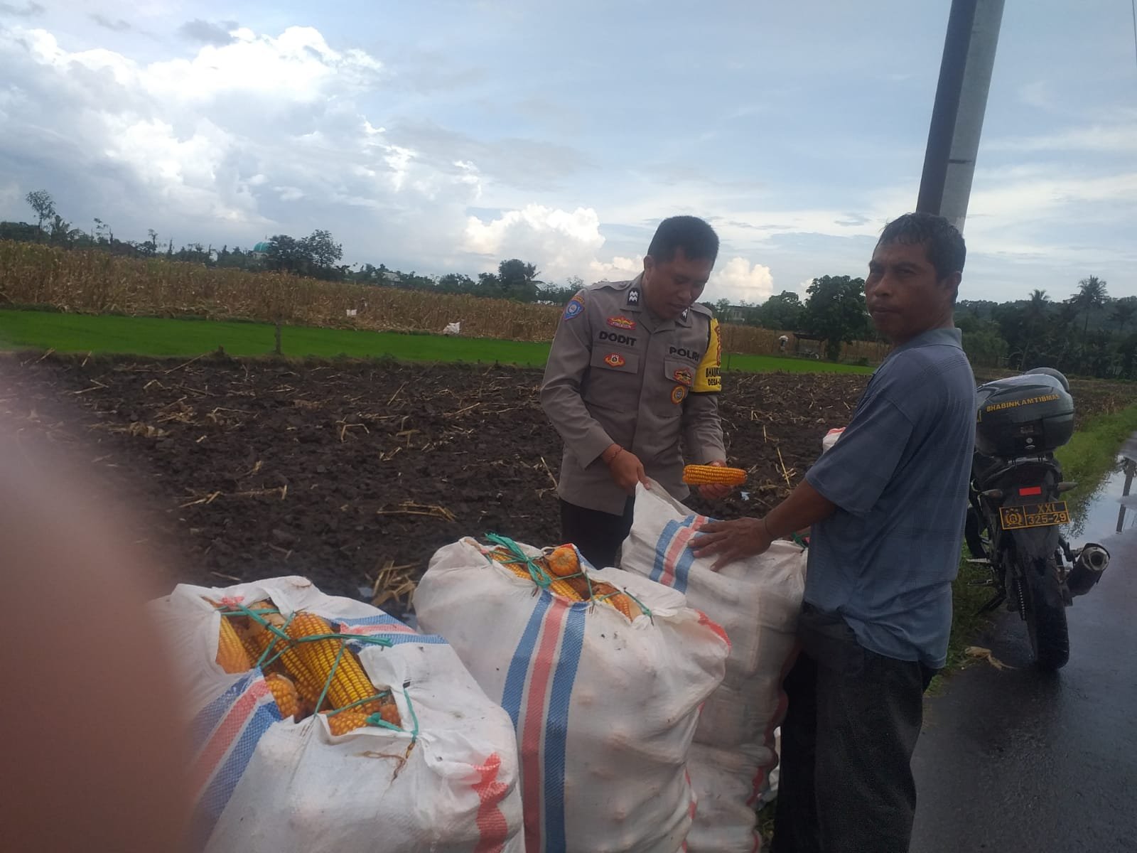 Harga Jagung di Lombok Barat: Polisi Imbau Petani Jual ke Bulog