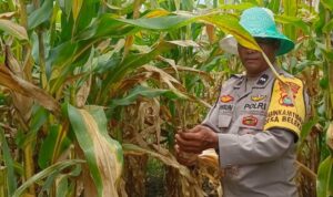 Bhabinkamtibmas Desa Beleka Dampingi Petani Serahkan Hasil Panen ke Bulog