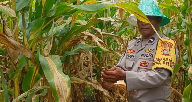 Bhabinkamtibmas Desa Beleka Dampingi Petani Serahkan Hasil Panen ke Bulog