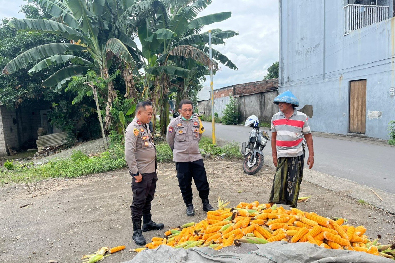 Polsek Labuapi Bantu Petani Amankan Harga Panen Jagung ke Bulog