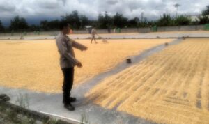Sinergi Polri dan Bulog Jamin Harga Jual Jagung Petani Lombok Barat