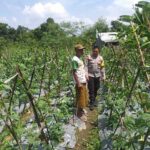 Benteng Pangan Mikro: Bhabinkamtibmas Motivasi Warga Lombok Barat Garap Lahan Produktif
