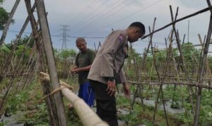 Polsek Sekotong Dampingi Petani Kuranji Dalang